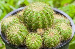 仙人球吃瓜娱乐,瓜果乐园的奇幻之旅