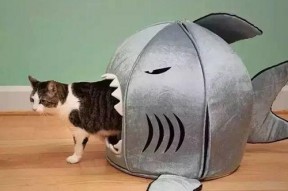 娱乐吃瓜酱猫窝,揭秘娱乐圈那些不为人知的幕后故事