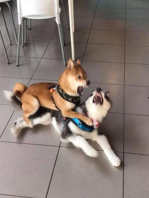 娱乐吃瓜酱小黄狗