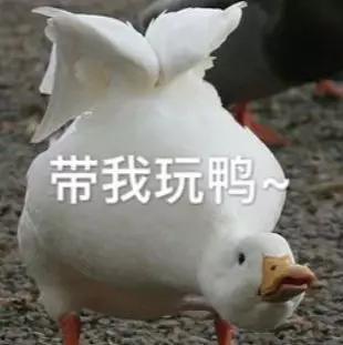 娱乐吃瓜酱鸭鸭视频下载