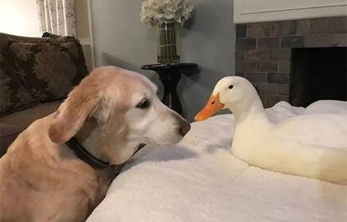 娱乐吃瓜酱鸭鸭视频下载